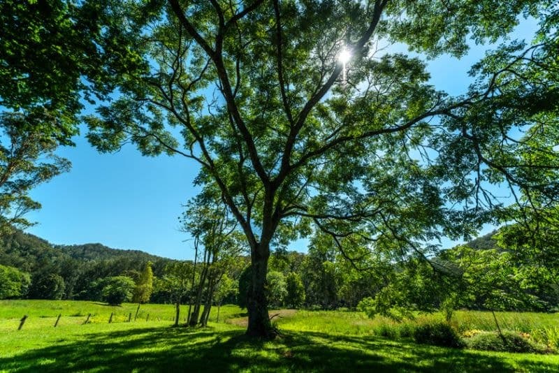 2129 Darkwood Road BELLINGEN NSW, Bellingen - Thumbnail 8