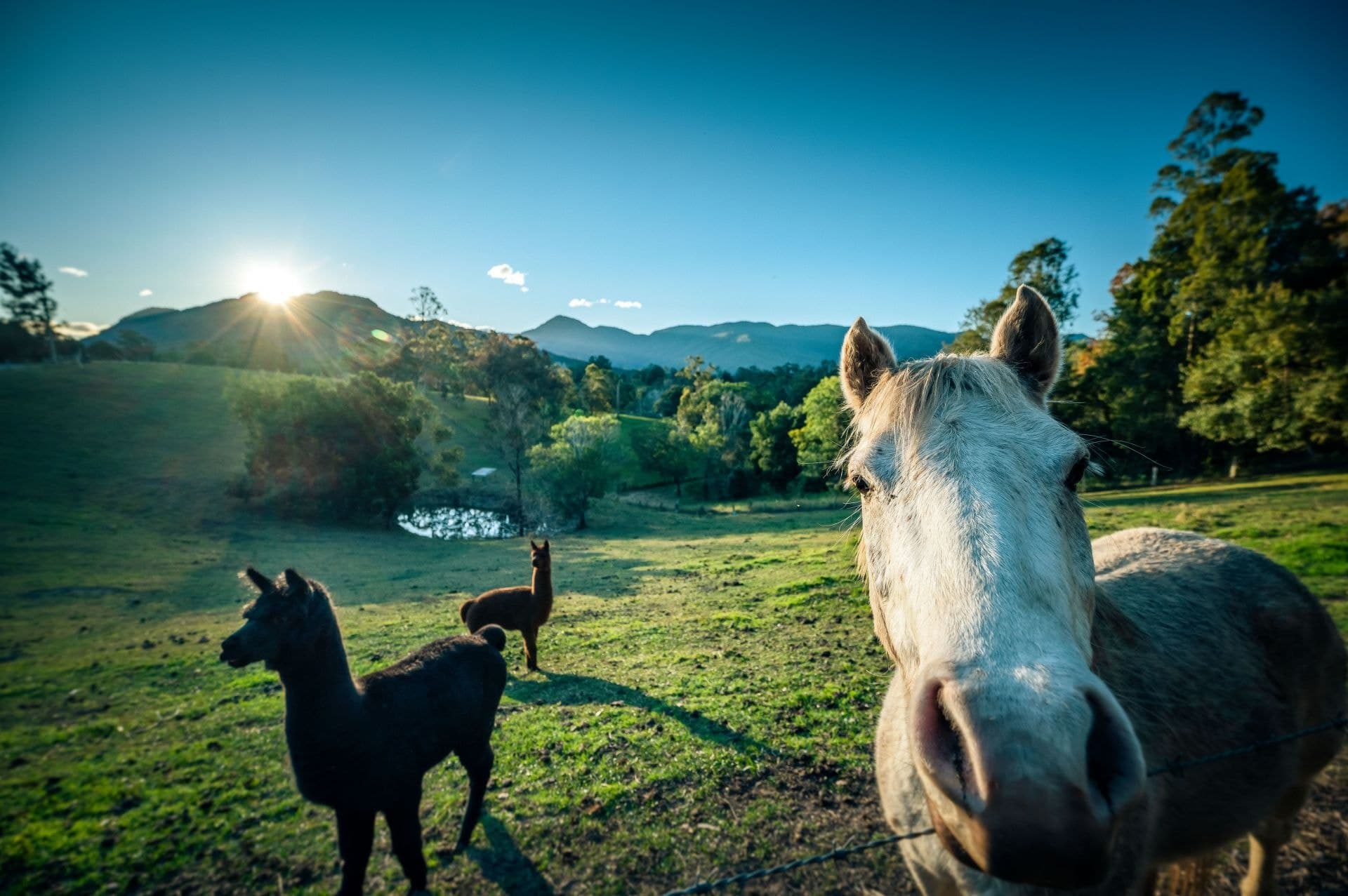 370 Roses Road BELLINGEN NSW, Bellingen - Thumbnail 3