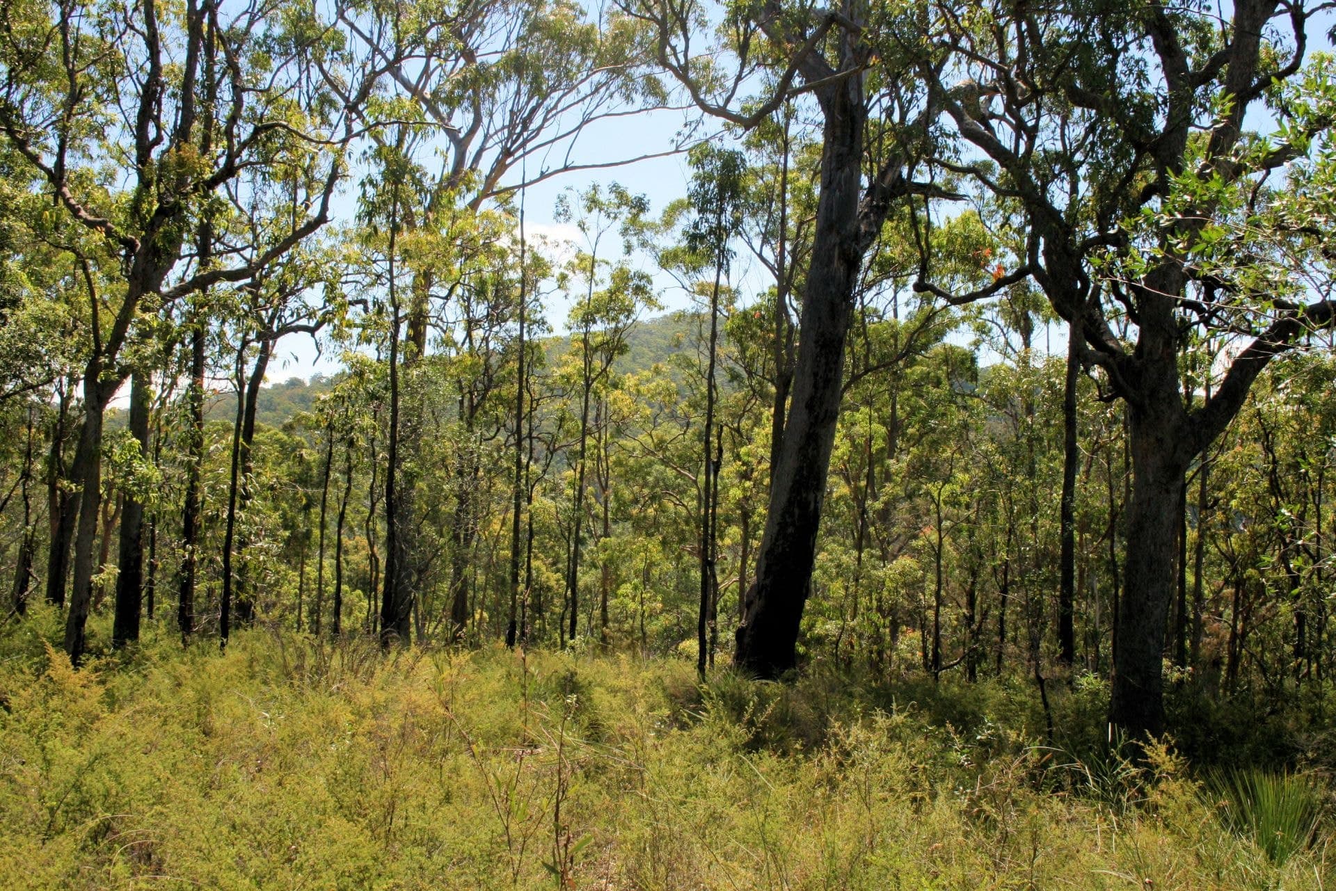 57 Red Range Road UPPER CORINDI NSW, Upper Corindi - Thumbnail 5