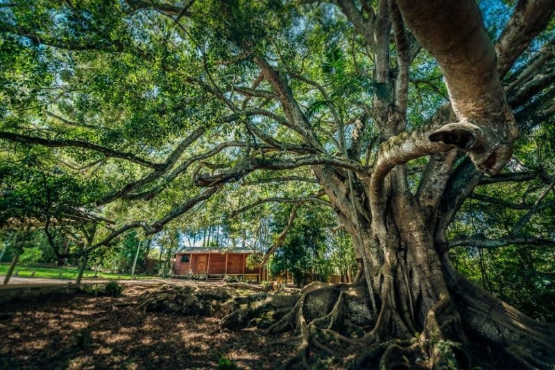 1 Wheatley Street BELLINGEN NSW, Bellingen - Thumbnail 4