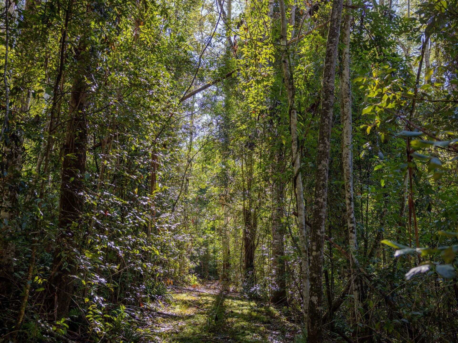 606 Darkwood Rd BELLINGEN NSW, Bellingen - Image 1