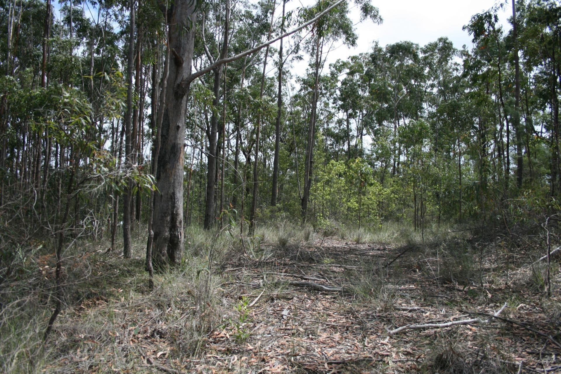 5 Alice Close DIRTY CREEK NSW, Dirty Creek - Thumbnail 2