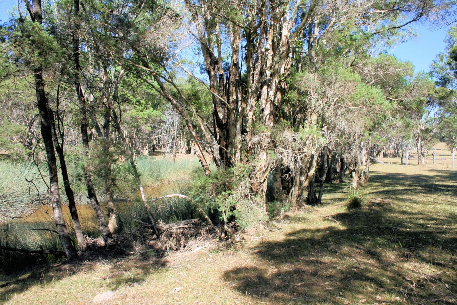 4538 Orara Way LANITZA NSW, Lanitza - Thumbnail 3