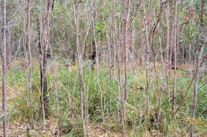671 Parker Road WELLS CROSSING NSW, Wells Crossing - Thumbnail 5