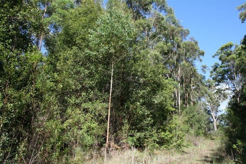 Lot 125 Featherstone Rd SHERWOOD NSW, Sherwood - Thumbnail 5