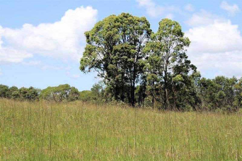 Lot 51 Parker Road LANITZA NSW, Lanitza - Thumbnail 3
