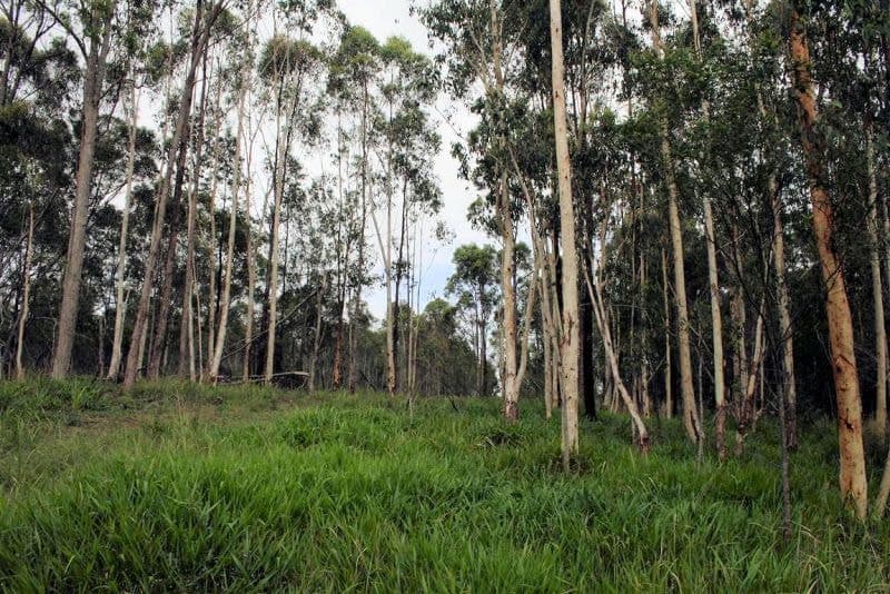 Lot 51 Parker Road LANITZA NSW, Lanitza - Thumbnail 5