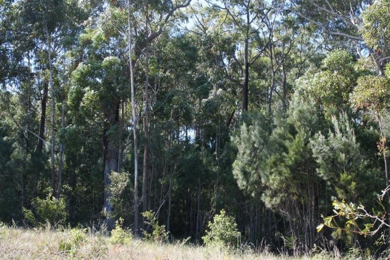Lot 73 Woodward Close CORINDI BEACH NSW, Corindi Beach - Thumbnail 2