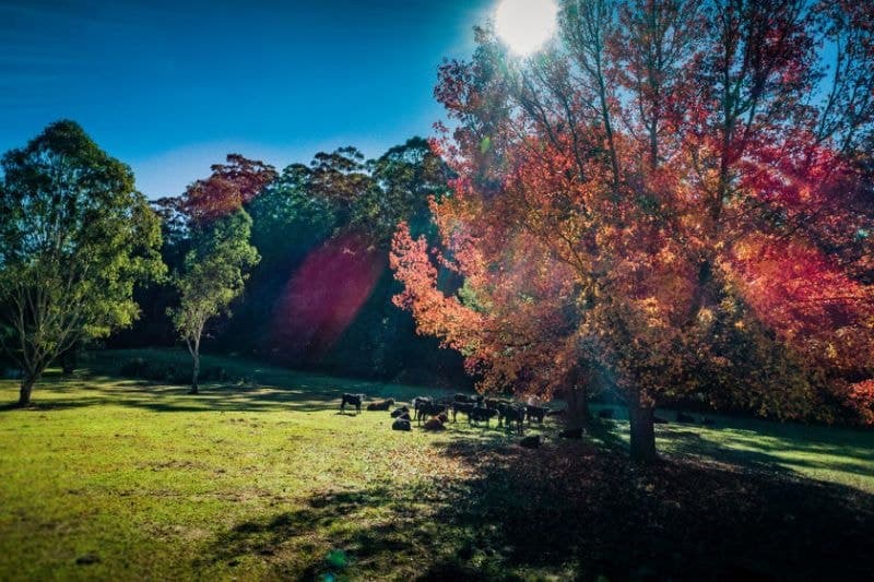 62 Buffer Creek Road BELLINGEN NSW, Bellingen - Image 1