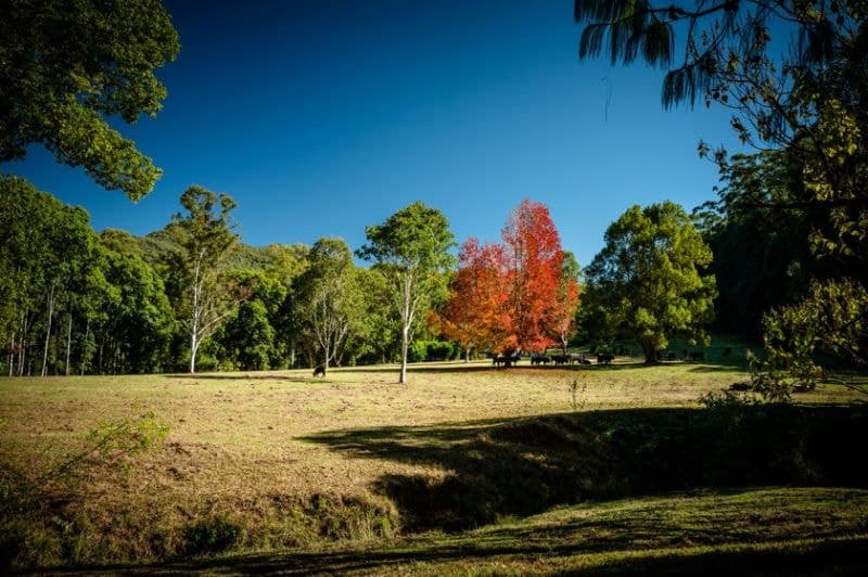 62 Buffer Creek Road BELLINGEN NSW, Bellingen - Thumbnail 3