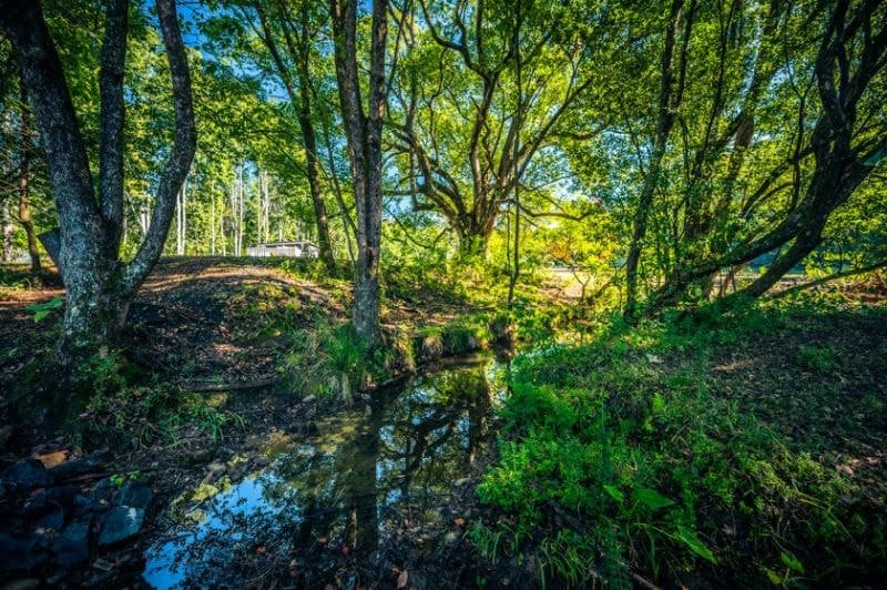 62 Buffer Creek Road BELLINGEN NSW, Bellingen - Thumbnail 5