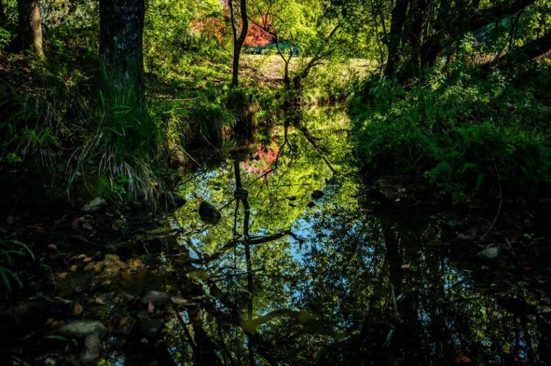 62 Buffer Creek Road BELLINGEN NSW, Bellingen - Thumbnail 6