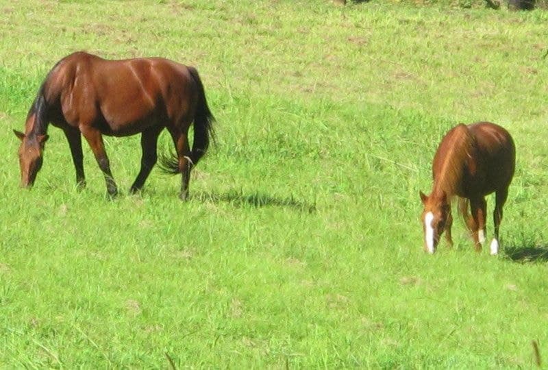 9 Crawford Close BELLINGEN NSW, Bellingen - Thumbnail 3