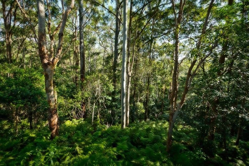 16 Mount Street FERNMOUNT NSW, Fernmount - Thumbnail 4