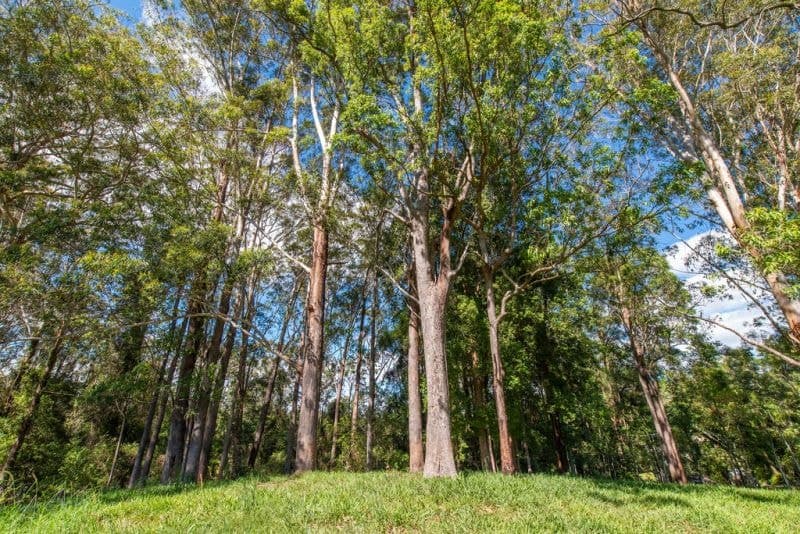 2209 Waterfall Way BELLINGEN NSW, Bellingen - Thumbnail 8