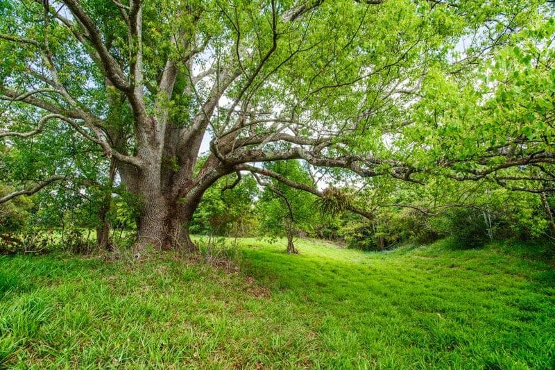 Lot 1/1-5 Hyde St FERNMOUNT NSW, Fernmount - Thumbnail 3