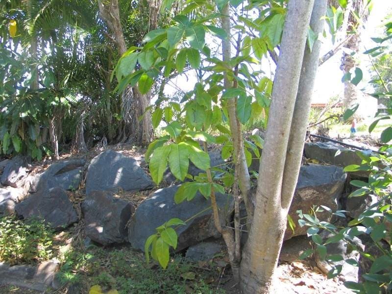 5 Tiley Court, HIGHLAND PARK  QLD  4211, Highland Park - Thumbnail 4