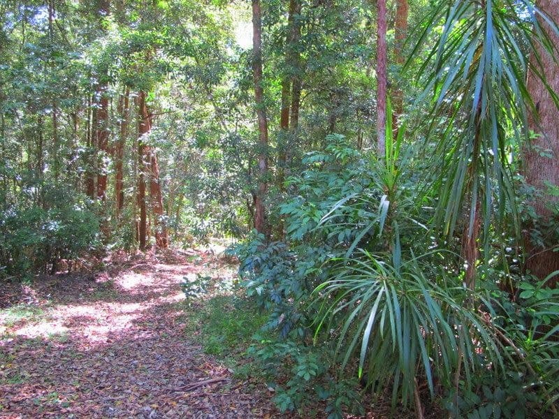 300 Roses Rd Gleniffer BELLINGEN NSW, Bellingen - Thumbnail 3