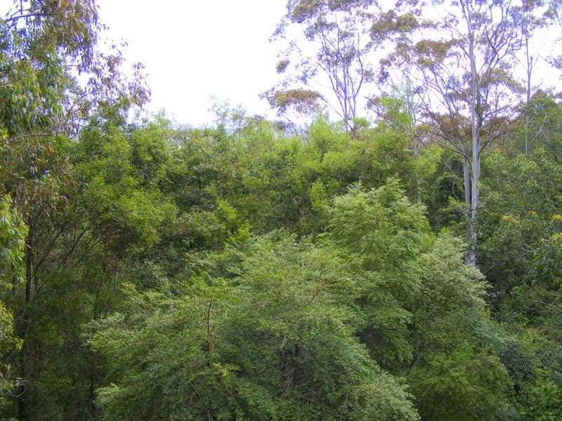 50 Tuckers Rock Road REPTON NSW, Repton - Thumbnail 7