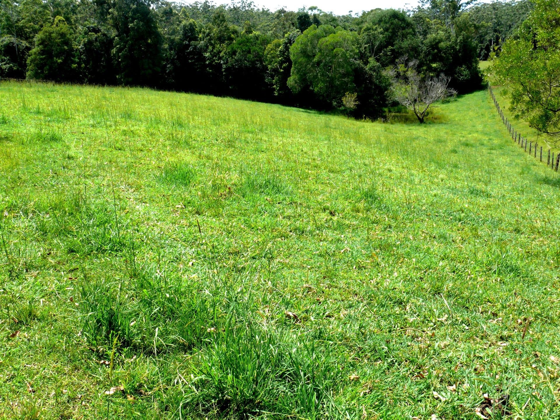20 Sunset Ridge Drive BELLINGEN NSW, Bellingen - Thumbnail 2