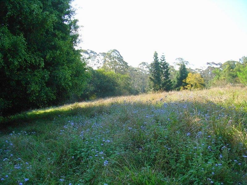 19 Forest Drive REPTON NSW, Repton - Thumbnail 4