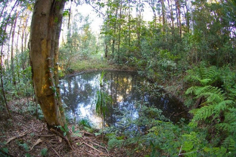 768 Hydes Creek Rd Valery BELLINGEN NSW, Bellingen - Thumbnail 4