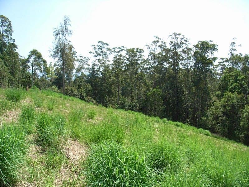 136 Mahers Road BELLINGEN NSW, Bellingen - Thumbnail 2