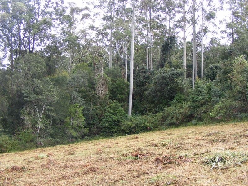 133-Lot 2 Timboon Road Valery BELLINGEN NSW, Bellingen - Thumbnail 4
