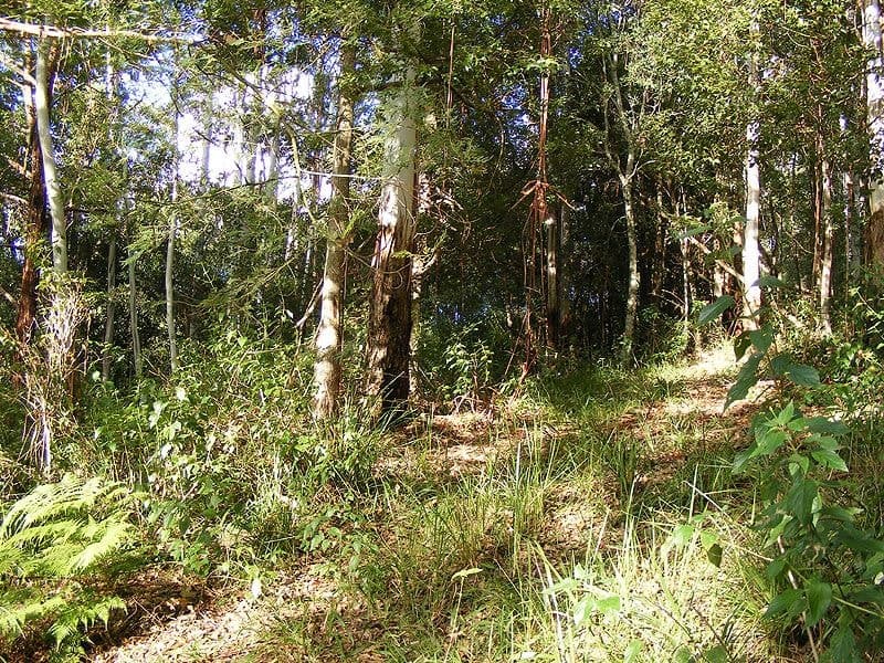 Lot 4 Maydwell Street Fernmount BELLINGEN NSW, Bellingen - Thumbnail 2