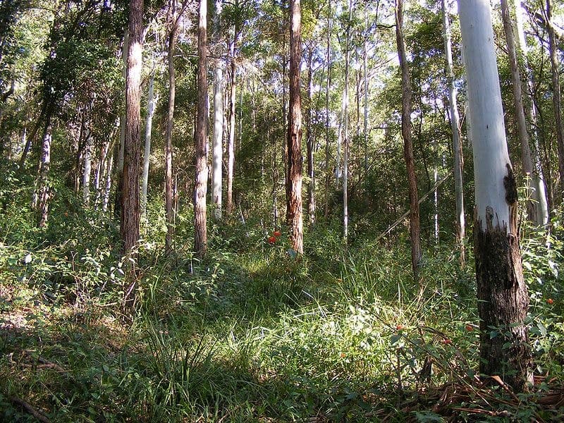 Lot 4 Maydwell Street Fernmount BELLINGEN NSW, Bellingen - Thumbnail 5