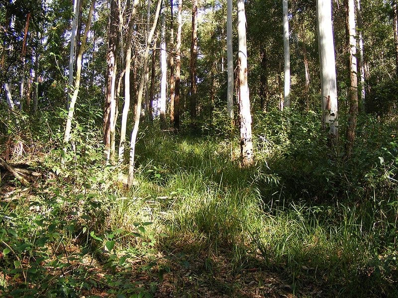 Lot 4 Maydwell Street Fernmount BELLINGEN NSW, Bellingen - Thumbnail 6