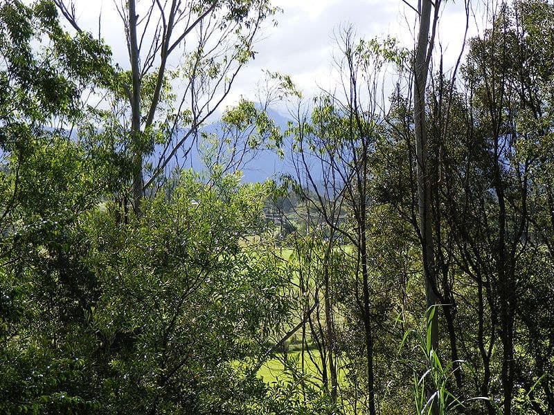Lot 4 Maydwell Street Fernmount BELLINGEN NSW, Bellingen - Thumbnail 7