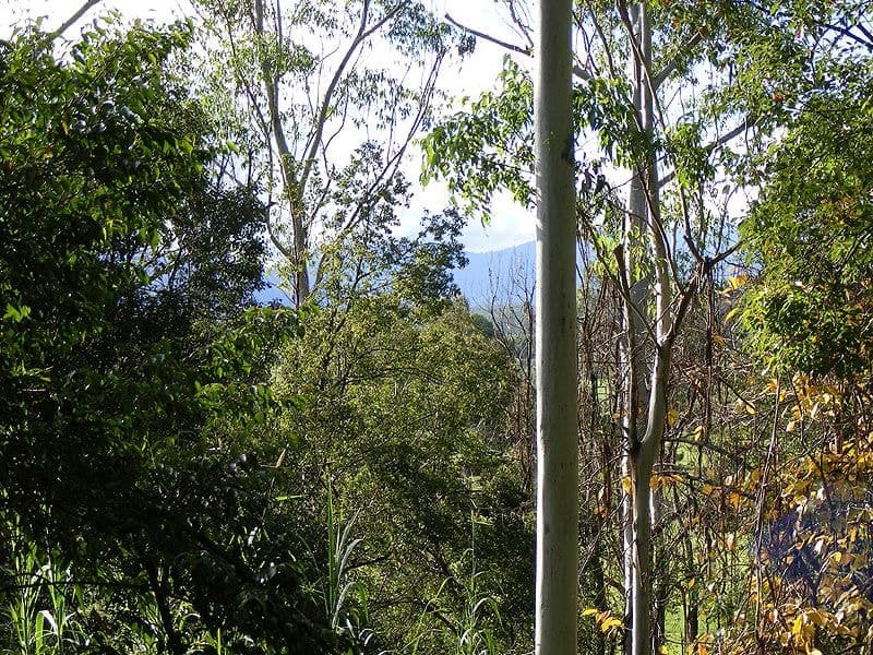 Lot 4 Maydwell Street Fernmount BELLINGEN NSW, Bellingen - Thumbnail 8