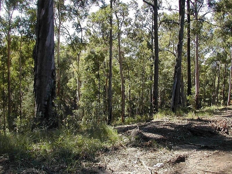 9 Alex Pike Dr RALEIGH NSW, Raleigh - Thumbnail 3