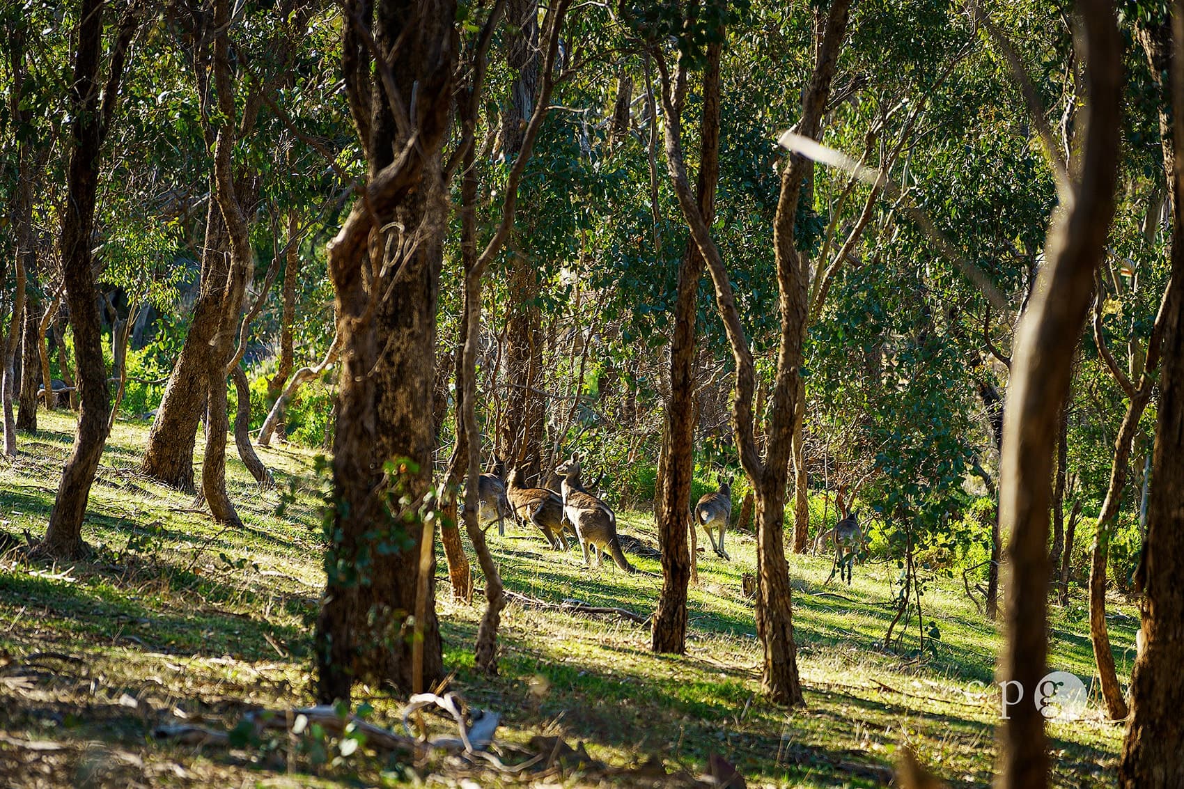 376 Specimen Gully Road, BARKERS CREEK, VIC 3451, Barkers Creek - Thumbnail 6