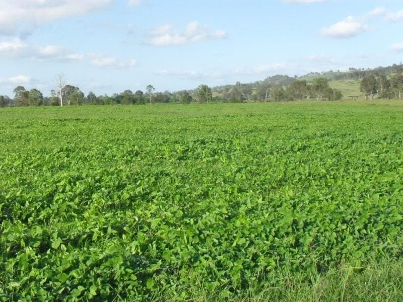 , BEAUDESERT, QLD 4285, Beaudesert - Thumbnail 8