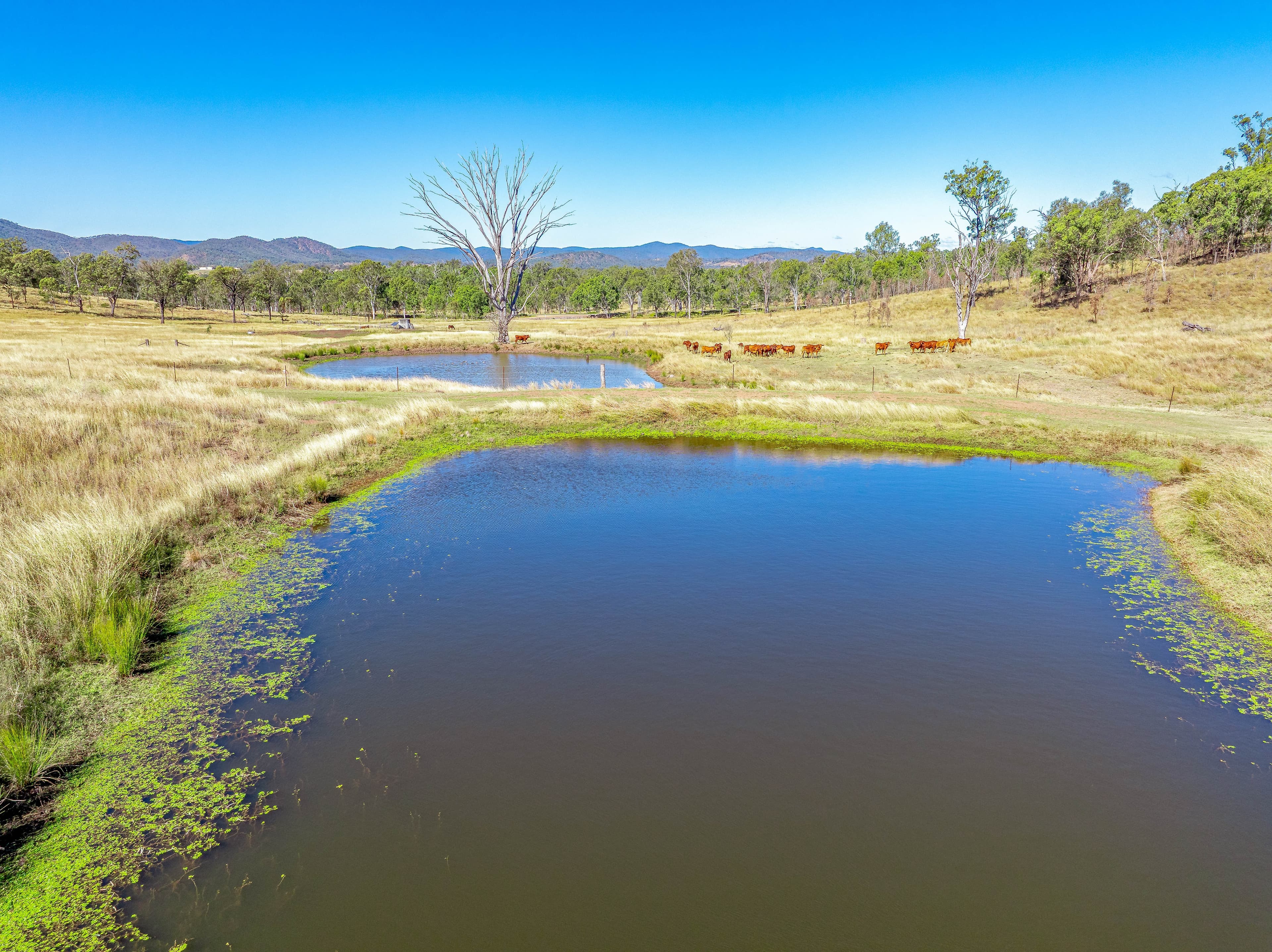 41 Hawkes Road Cinnabar, QLD, 4600,  - Thumbnail 3