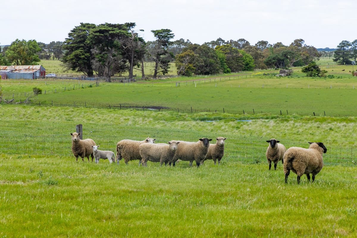 15 Pound Lane, Mortlake, VIC, Mortlake - Thumbnail 8