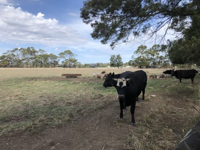 47 Mills Road, Cobden, VIC, Cobden - Thumbnail 4