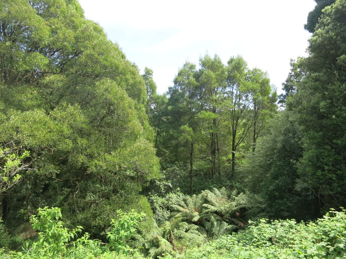 20 Dehnerts Track, Beech Forest, VIC, Beech Forest - Thumbnail 4