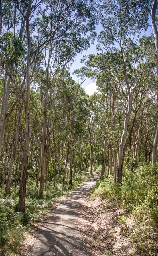 3365 Great Ocean Road, Glenaire, VIC, Glenaire - Thumbnail 3