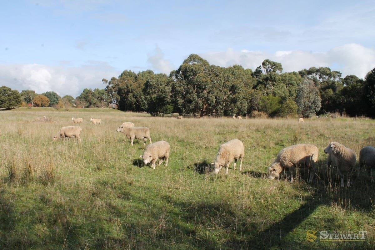 37 Bowden Street, Birregurra, VIC, Birregurra - Thumbnail 6
