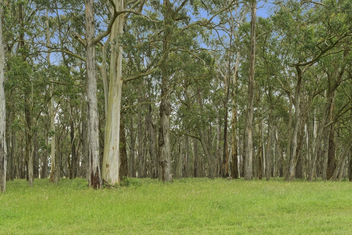 190 Blacks Road, Irrewillipe, VIC, Irrewillipe - Thumbnail 6