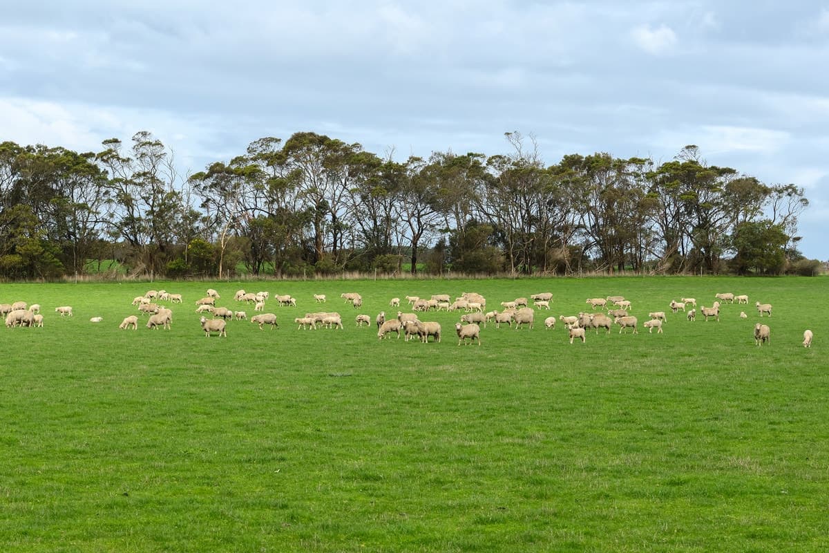 1045 Kangertong Road, Hawkesdale, VIC, Hawkesdale - Thumbnail 2