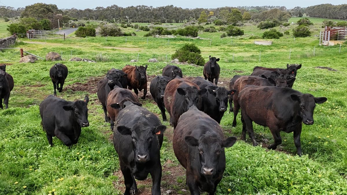 2103 Princes Highway, Swan Marsh, VIC, Swan Marsh - Thumbnail 2