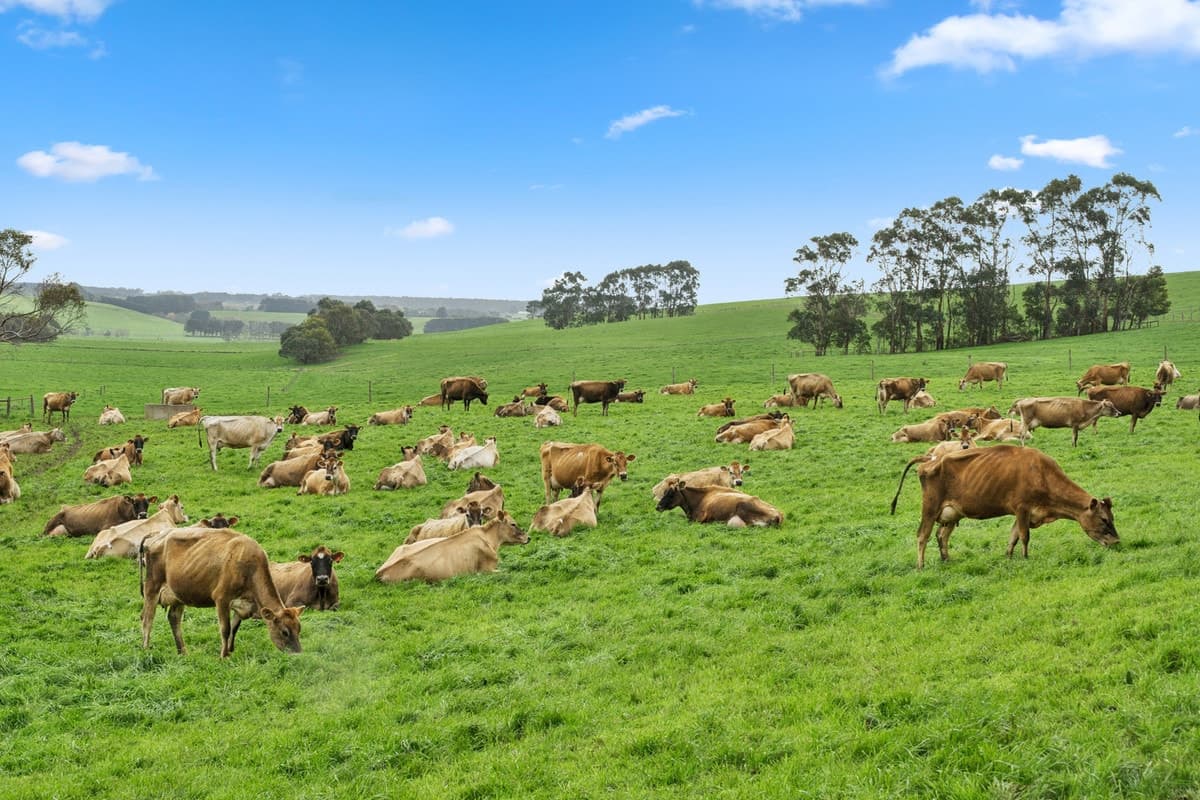 355 Cobden-Stonyford Road, Cobden, VIC, Cobden - Thumbnail 5