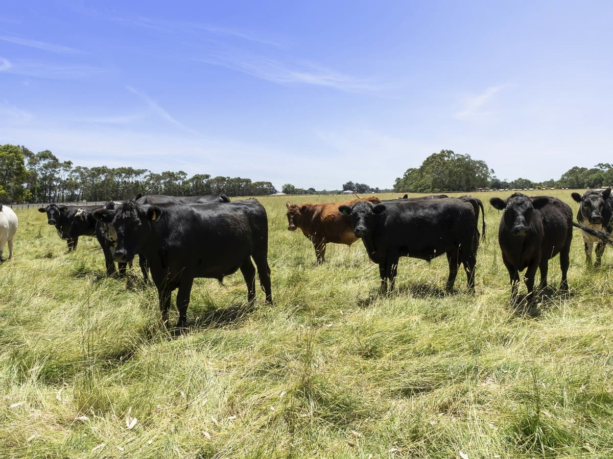 285 Swan Marsh-Stonyford Road, Swan Marsh, VIC, Swan Marsh - Thumbnail 3