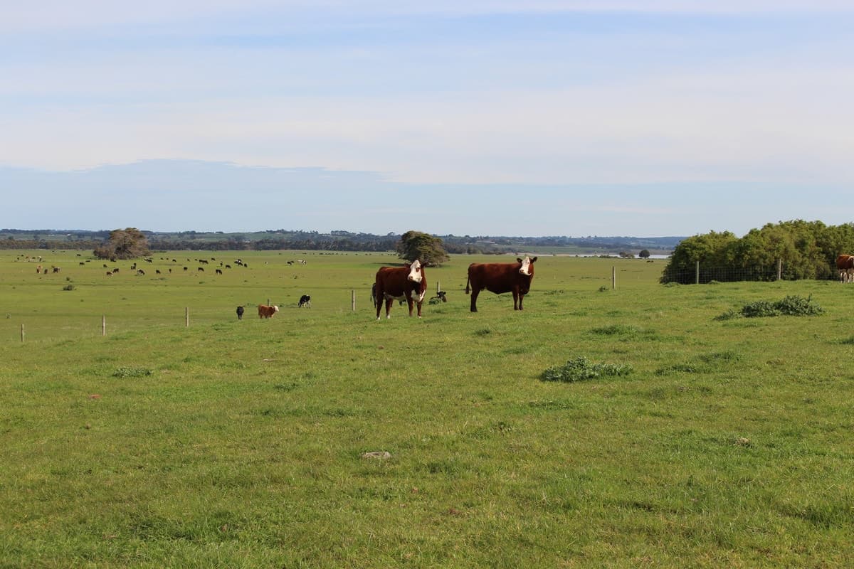 35 Meredith Park Road, Irrewarra, VIC, Irrewarra - Thumbnail 5