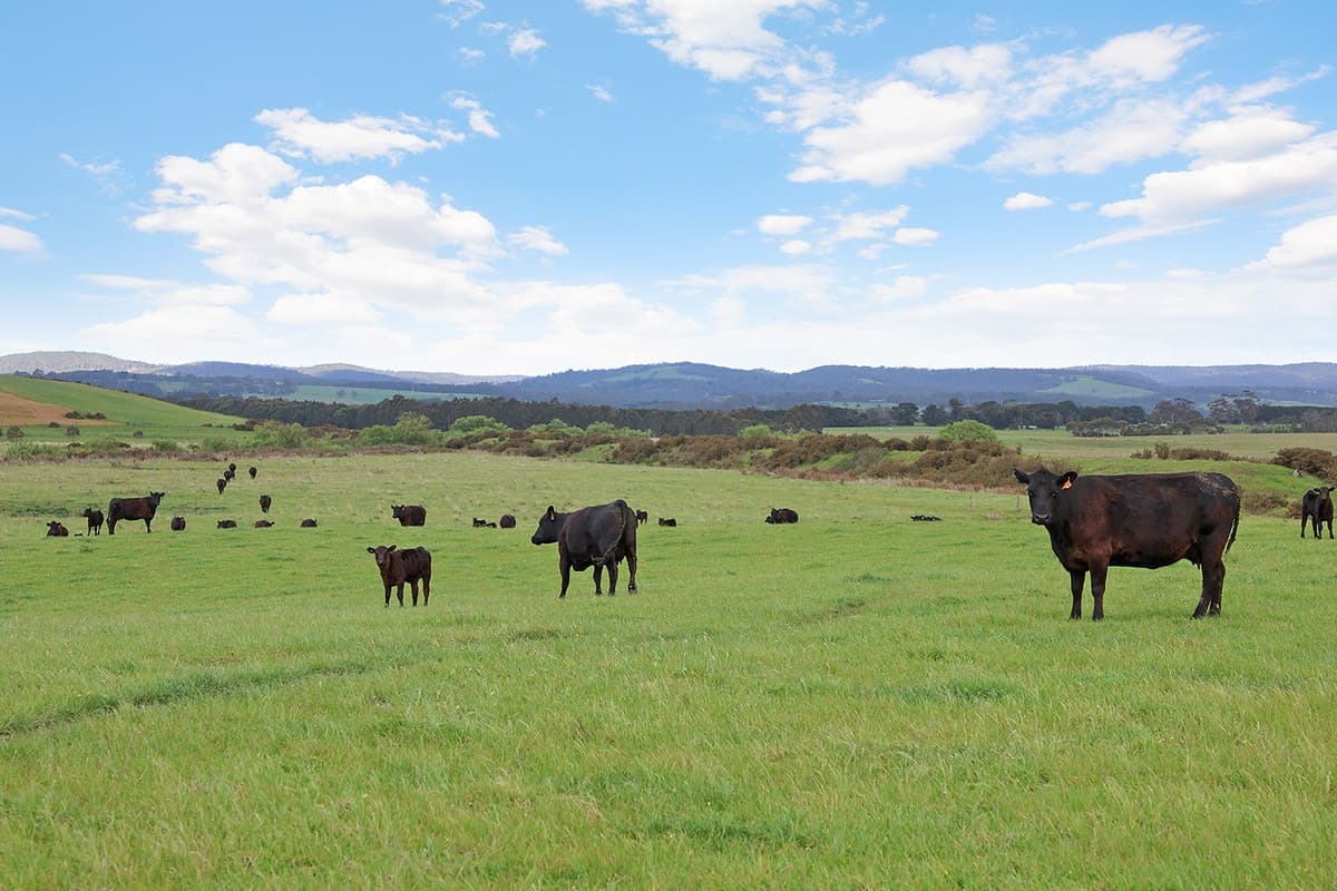 615 Rifle Butts Road, Birregurra, VIC, Birregurra - Thumbnail 6
