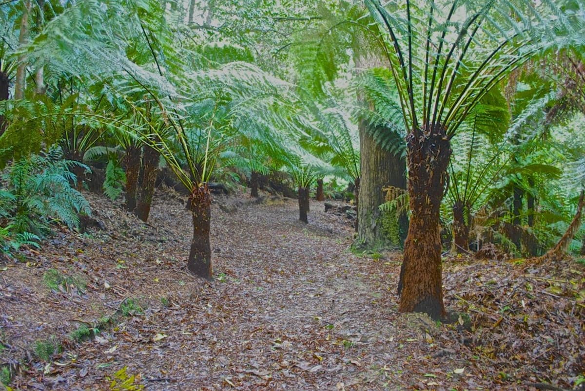 5073 Great Ocean Road, Lavers Hill, VIC, Lavers Hill - Thumbnail 3
